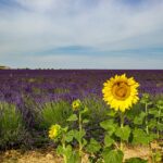 Visit Provence, Guide Provence