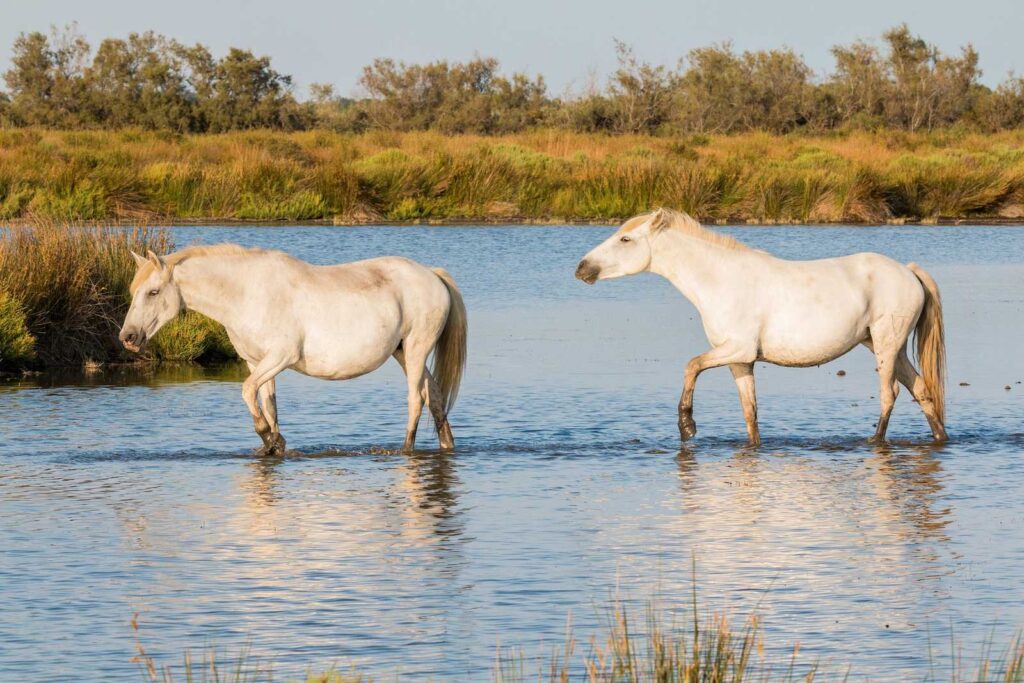 horses in the national park near arles